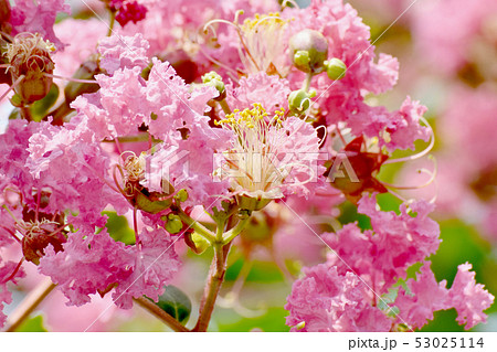 三鷹中原に咲く淡いピンクのサルスベリの花 三鷹中原に咲く淡いピンクのサルスベリの花 53025114