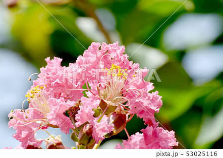三鷹中原に咲く淡いピンクのサルスベリの花 三鷹中原に咲く淡いピンクのサルスベリの花 53025116