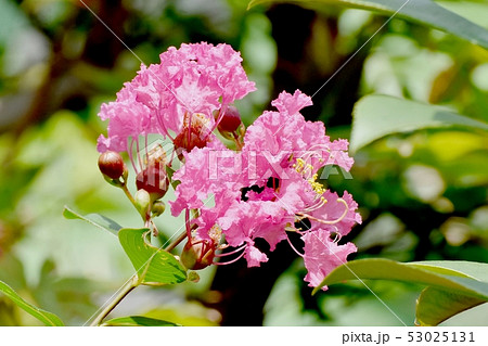 三鷹中原に咲く淡いピンクのサルスベリの花 三鷹中原に咲く淡いピンクのサルスベリの花 53025131