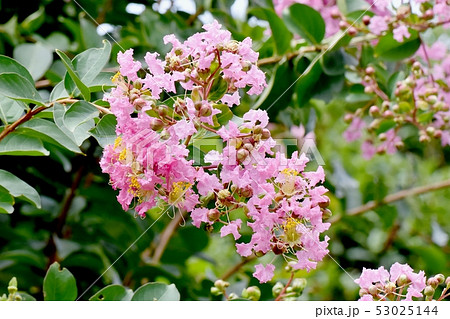 三鷹中原に咲く淡いピンクのサルスベリの花 三鷹中原に咲く淡いピンクのサルスベリの花 53025144