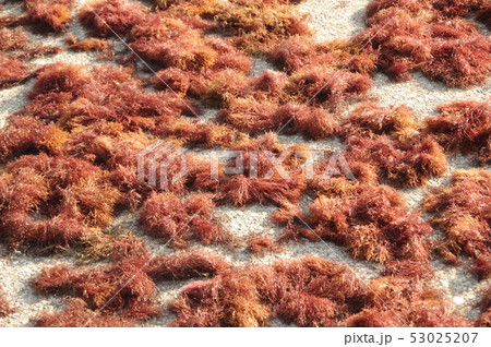 テングサ（天草）　寒天の原料 53025207