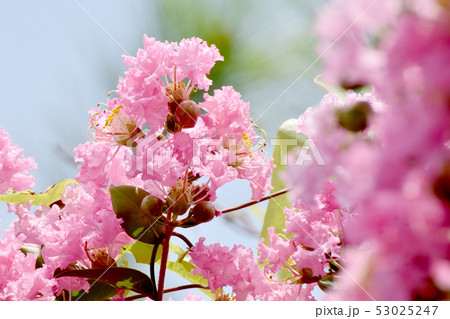 三鷹中原に咲く淡いピンクのサルスベリの花 53025247