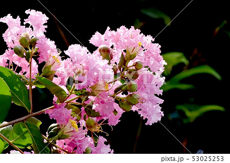 三鷹中原に咲く淡いピンクのサルスベリの花 三鷹中原に咲く淡いピンクのサルスベリの花 53025253