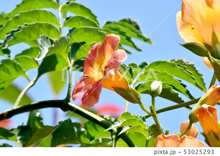 三鷹中原に咲くオレンジ色のノウゼンカズラ 三鷹中原に咲くオレンジ色のノウゼンカズラ 53025293
