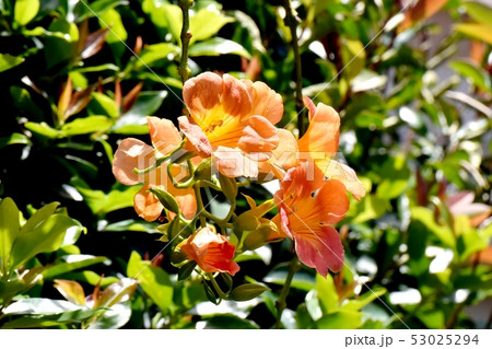 三鷹中原に咲くオレンジ色のノウゼンカズラ 53025294