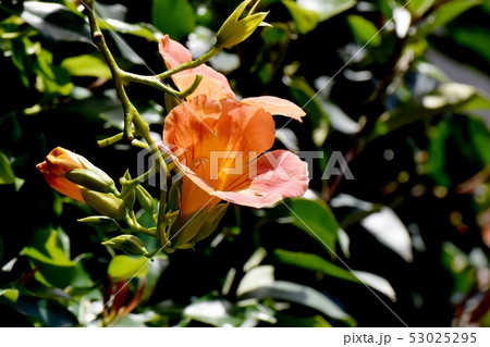 三鷹中原に咲くオレンジ色のノウゼンカズラ 三鷹中原に咲くオレンジ色のノウゼンカズラ 53025295