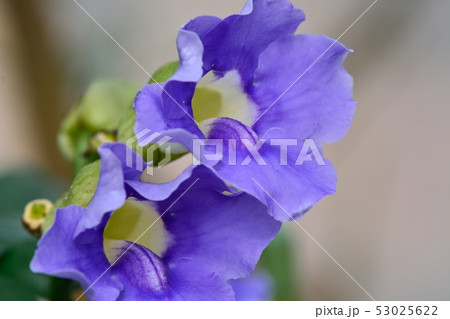 ツンベルギアの花 53025622
