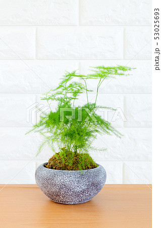 苔玉、コケ玉、こけ玉、こけだま、観葉植物、アスパラガス 苔玉、コケ玉、こけ玉、こけだま、観葉植物、アスパラガス 53025693