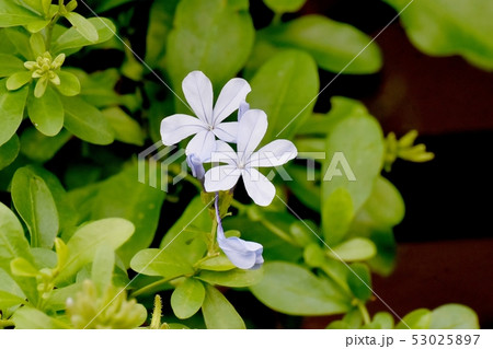 三鷹中原に咲く淡い青色のルリマツリ 53025897