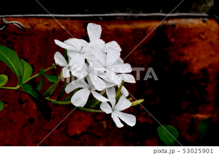 三鷹中原に咲く白いルリマツリ 53025901