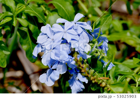 三鷹中原に咲く淡い青色のルリマツリ 53025903