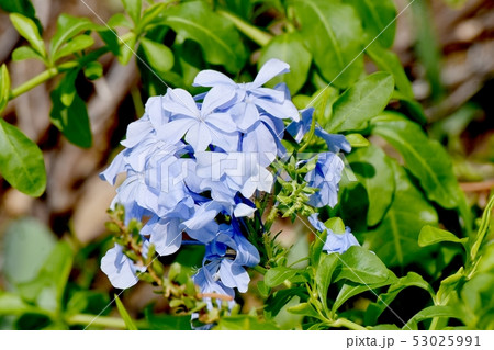 三鷹中原に咲く淡い青色のルリマツリ 53025991