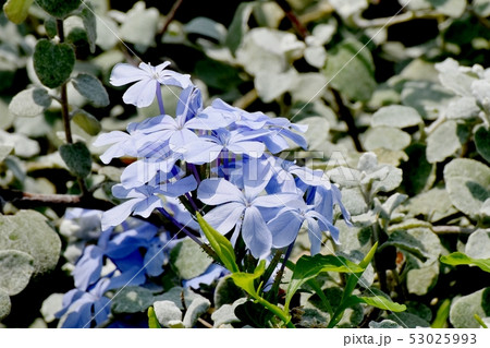 三鷹中原に咲く淡い青色のルリマツリ 53025993
