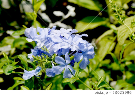 三鷹中原に咲く淡い青色のルリマツリ 53025996