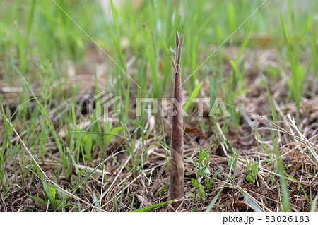 野から突き出る竹(真竹、マダケ、タケノコ) 野から突き出る竹(真竹、マダケ、タケノコ) 53026183