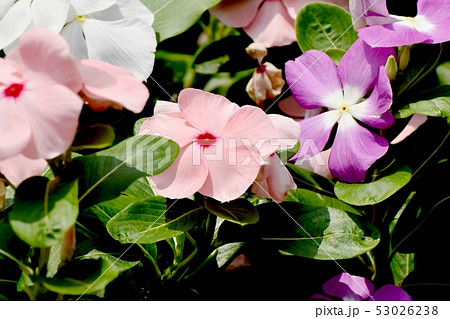 三鷹中原に咲く淡いピンクに赤い複色ニチニチソウ 53026238