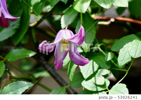 三鷹中原に咲く紫色のハンショウヅルの花 53026241