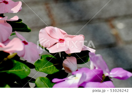 三鷹中原に咲く淡いピンクに赤い複色ニチニチソウ 53026242