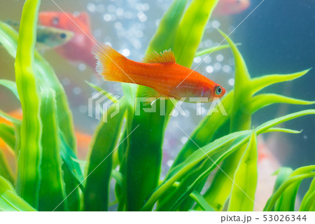 Little fish in fish tank or aquarium, gold fish, Little fish in fish tank or aquarium, gold fish, 53026344