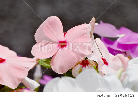 三鷹中原に咲く淡いピンクに赤い複色ニチニチソウ 三鷹中原に咲く淡いピンクに赤い複色ニチニチソウ 53026418