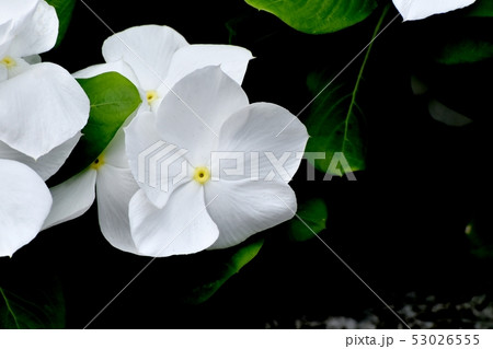 三鷹中原に咲く白いニチニチソウ 53026555