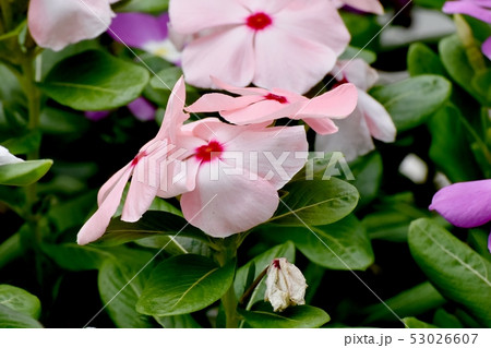 三鷹中原に咲く淡いピンクに赤い複色ニチニチソウ 53026607