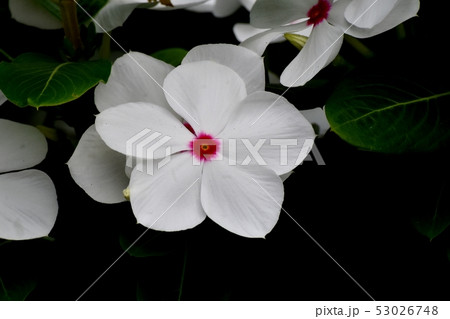 三鷹中原に咲く白に赤い複色ニチニチソウ 53026748