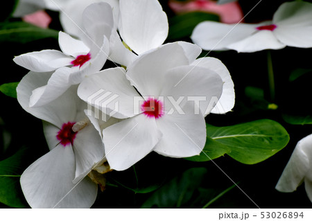 三鷹中原に咲く白に赤い複色ニチニチソウ 53026894