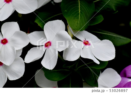 三鷹中原に咲く白に赤い複色ニチニチソウ 53026897