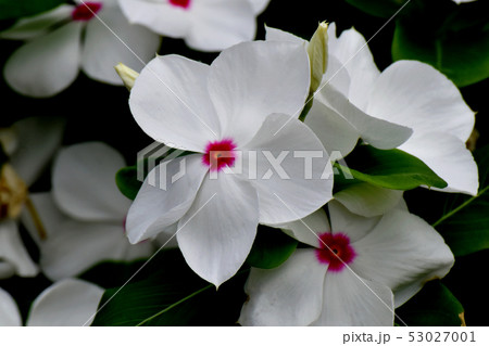 三鷹中原に咲く白に赤い複色ニチニチソウ 53027001