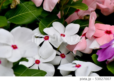 三鷹中原に咲く白に赤い複色ニチニチソウ 53027007