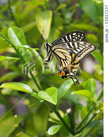 アゲハの産卵 53027237