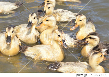 黄色い産毛のカルガモのヒナドリ 53027328