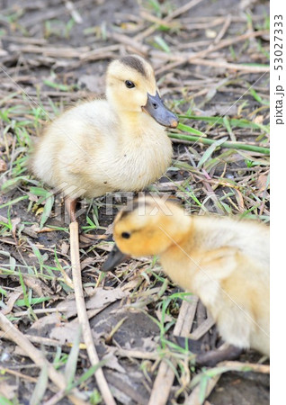 黄色い産毛のカルガモのヒナドリ 黄色い産毛のカルガモのヒナドリ 53027333