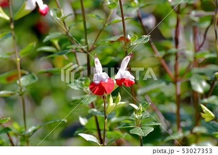 三鷹中原に咲くサルビアミクロフィラ 53027353