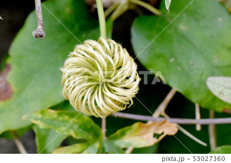 三鷹中原になるクレマチスの種子 53027360