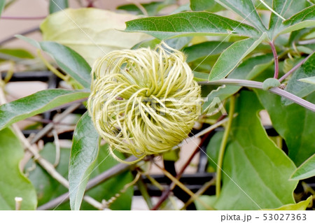 三鷹中原になるクレマチスの種子 三鷹中原になるクレマチスの種子 53027363