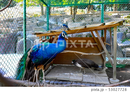 インド孔雀 53027728