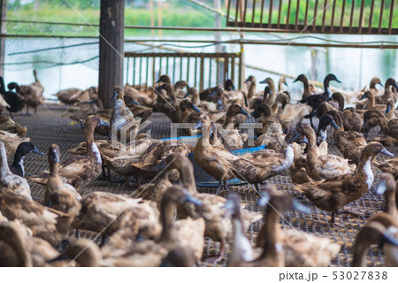 Group of ducks in farm, traditional farming in 53027838