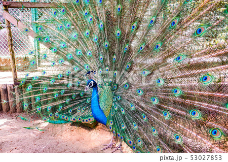 インド孔雀のオス 53027853