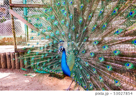 インド孔雀のオス 53027854