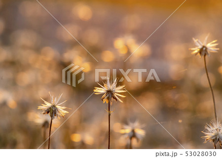Coat buttons or Mexican daisy flower Coat buttons or Mexican daisy flower 53028030