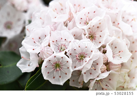 カルミア 53028155