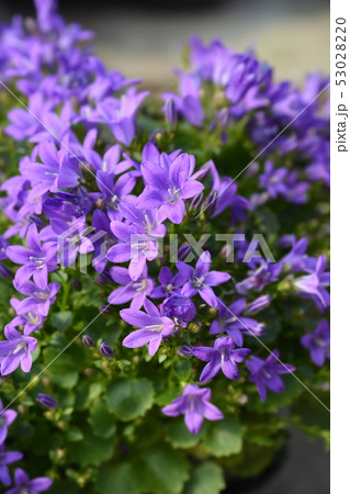 Dalmatian bellflower Dalmatian bellflower 53028220