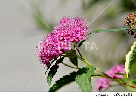 三鷹中原に咲くピンクのシモツケ 三鷹中原に咲くピンクのシモツケ 53028282