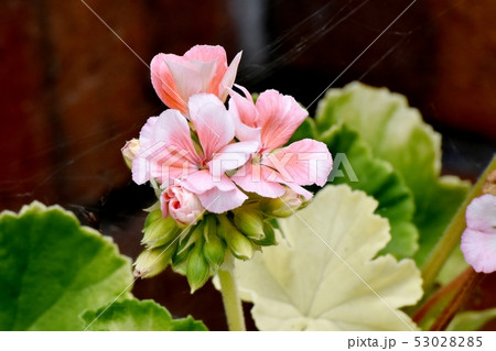 三鷹中原に咲くピンクのゼラニウム 三鷹中原に咲くピンクのゼラニウム 53028285