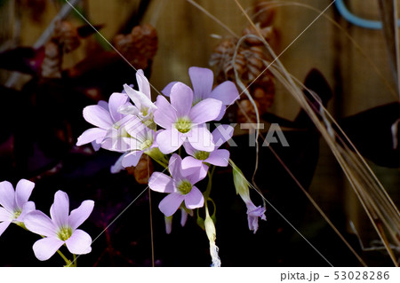 三鷹中原に咲くオキザリス（オキザリス・レグネリ） 53028286