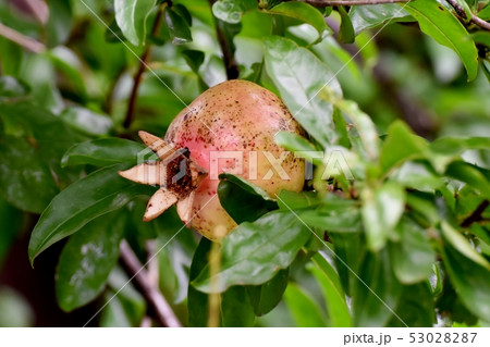 三鷹中原になるザクロの実 三鷹中原になるザクロの実 53028287