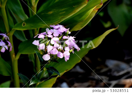 三鷹中原に咲くピンクのナデシコ 53028551