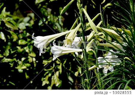 三鷹中原に咲く白いテッポウユリ 53028555